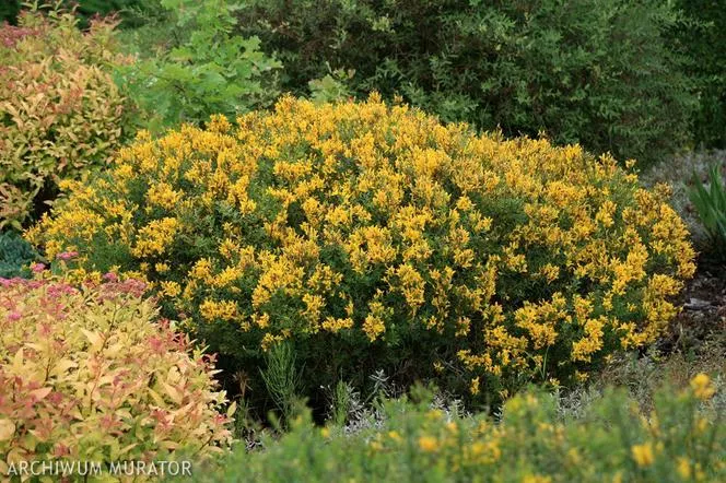 Цариградско грозде - Genista tinctoria