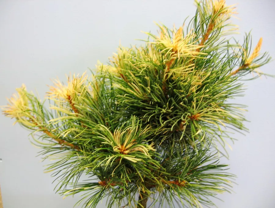 Дребнолистен бор "Tanima-no-yuki" - Pinus parviflora "Tanima-no-yuki"