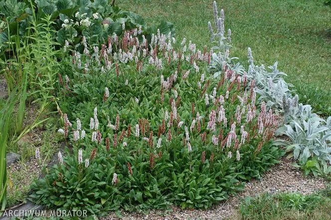 Knotweed - Bistorta affinis=Polygonum affine