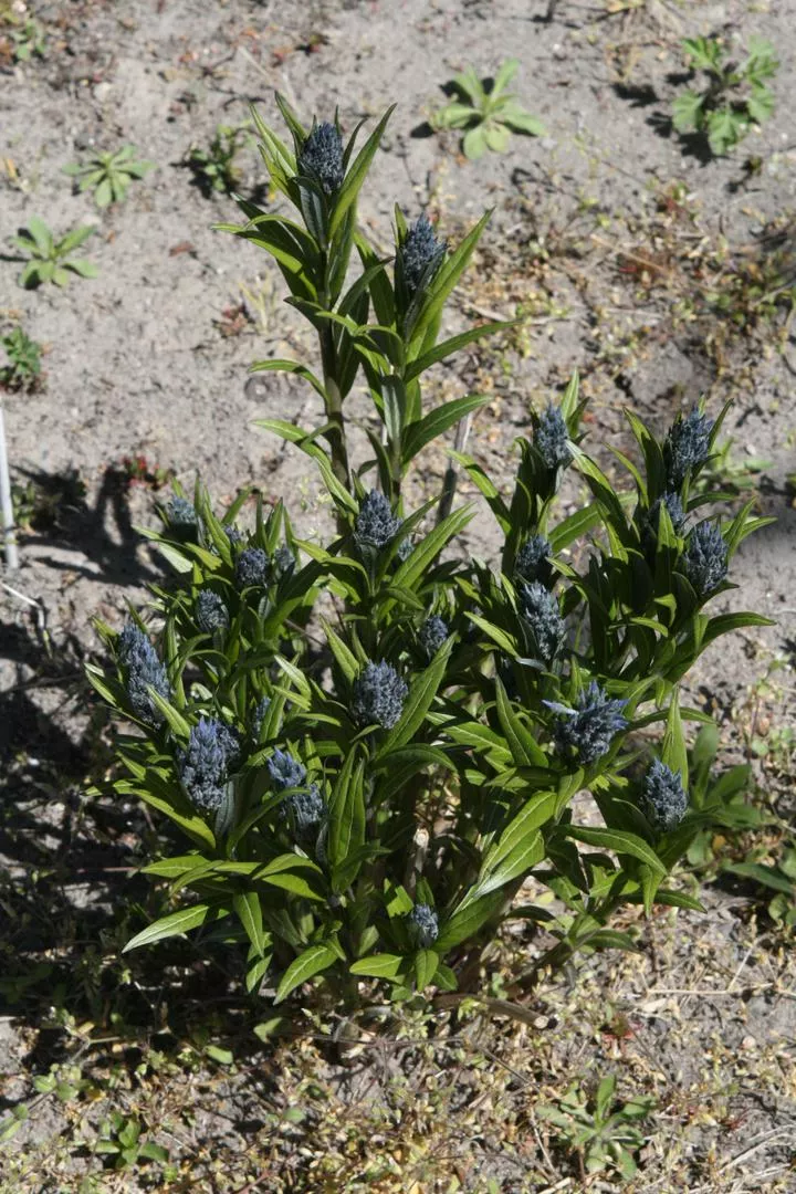 Ren Amsonia=Ren Amsonia - Amsonia tabernaemontana