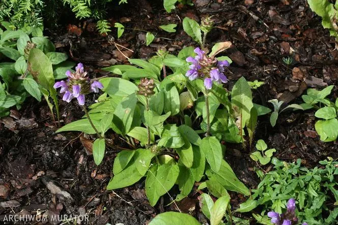 Prunella grandiflora