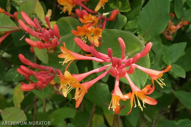 Brown's Honeysuckle GOLDEN TRUMPET - Lonicera x brownii "Golden Trumpet"