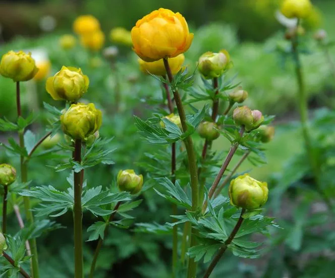 Европейски глобус - Trollius europaeus