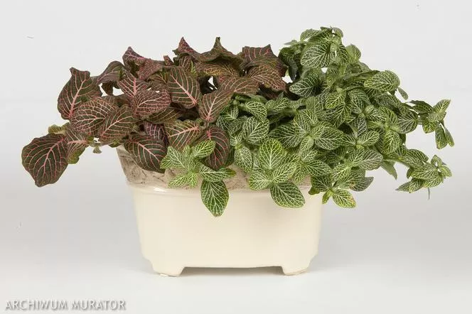 Фитония - Fittonia verschaffeltii