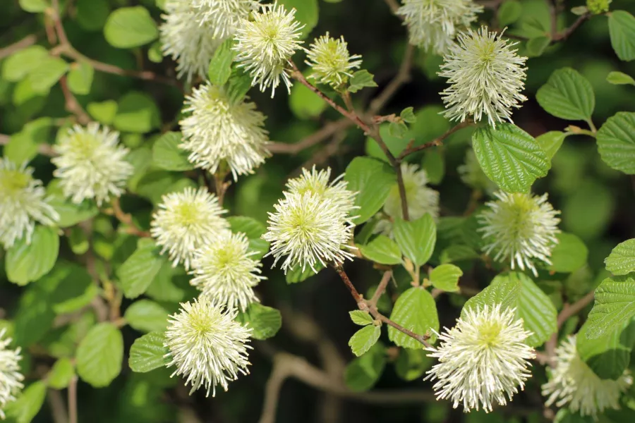 Голяма Fothergilla - Fothergilla major=Fothergilla monticola