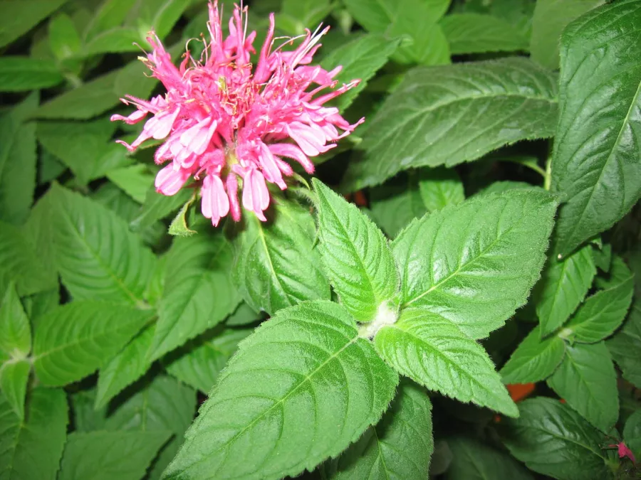 Monarda didyma 'Pink Lace'=Monarda didyma 'Pink Lace'