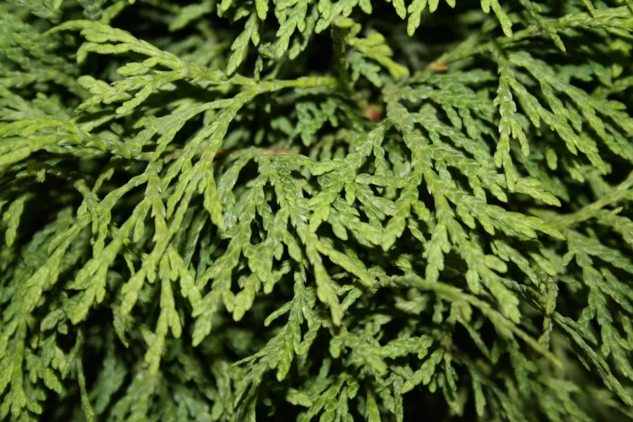 Thuja occidentalis 'Perła'