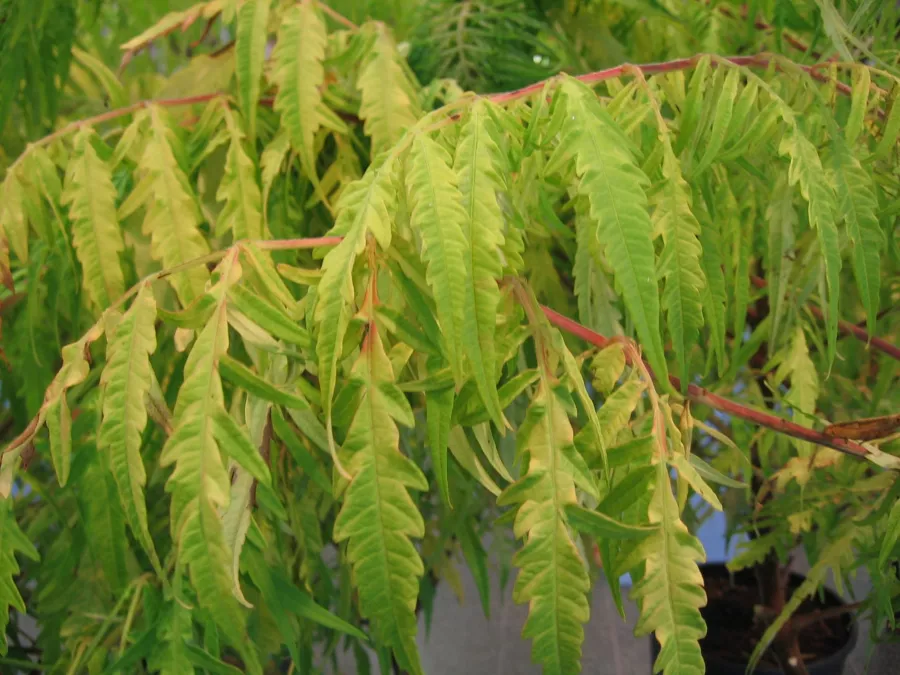 Rhus typhina 'Tygří oči'