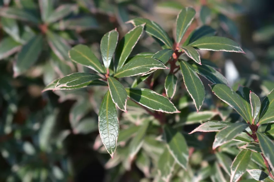 Японски пиерис "Little Heath" - Pieris japonica "Little Heath"