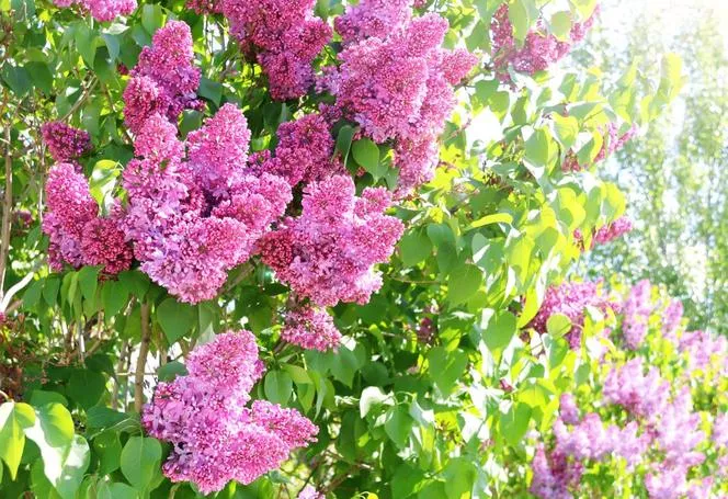 Люляк - Syringa vulgaris