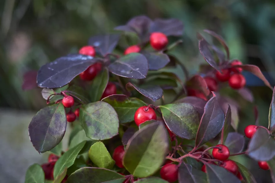 Голтерия изпрати - Gaultheria procumbens