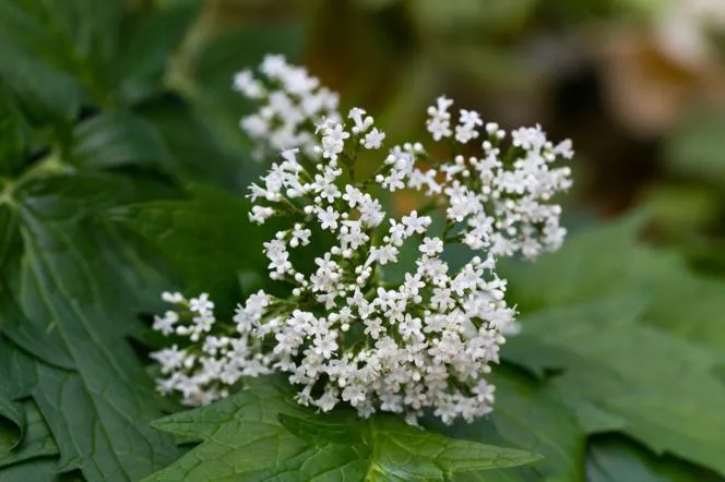 Валериана - Valeriana officinalis