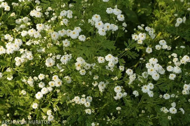 Пиретрум - Chrysanthemum parthenium (син. Tanacetum parthenium)