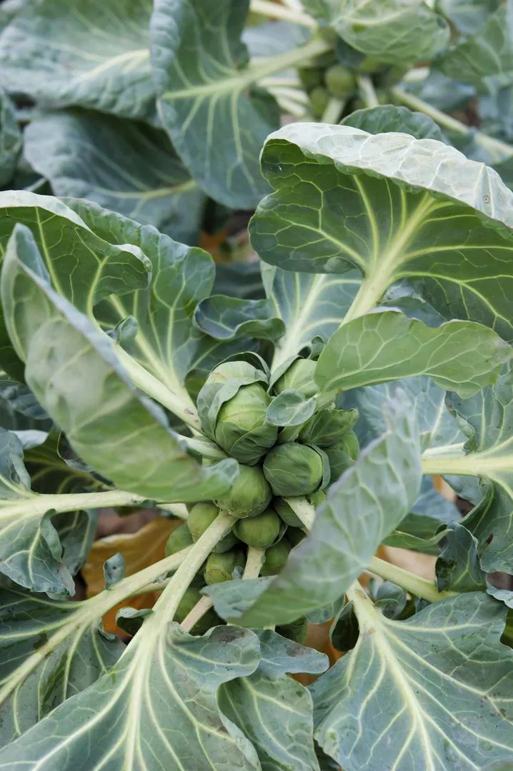 Зеле Брюкселско зеле=Брюкселско зеле - Brassica oleracea var. gemmifer