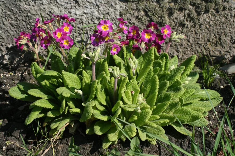 Primula elatior