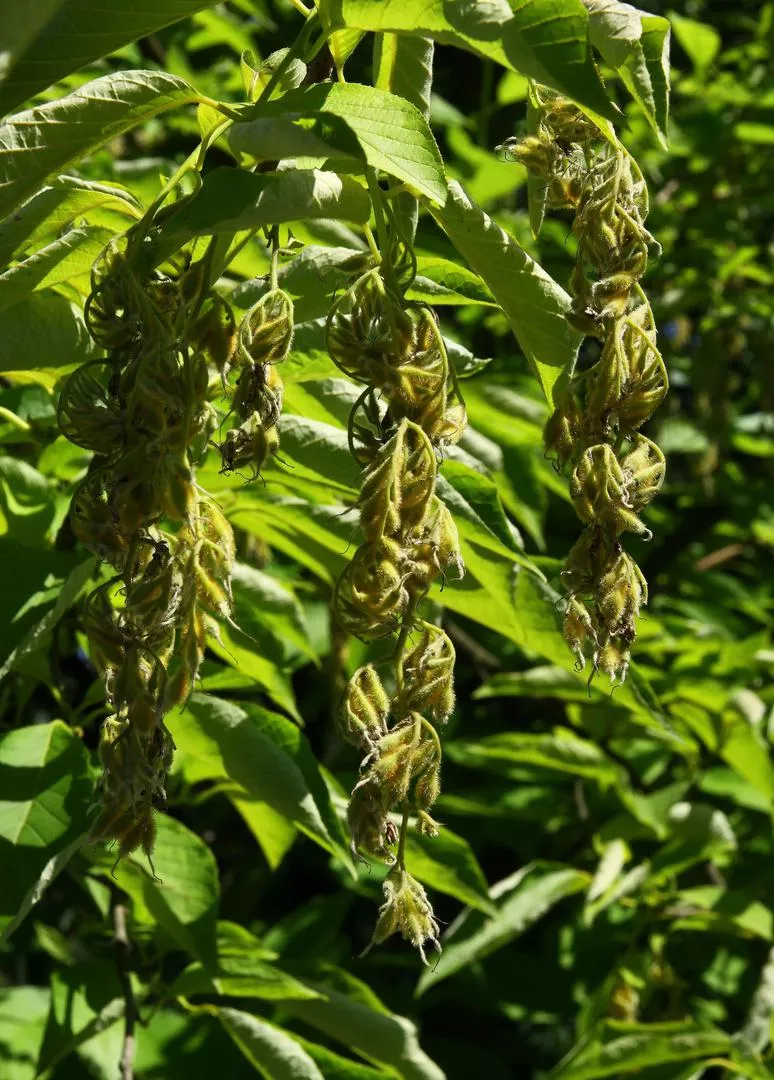 Японски стиракс - Pterostyrax hispida