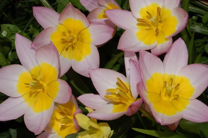 Baker's Tulip 'Lilac Wonder'=Tulipa bakeri 'Lilac Wonder'
