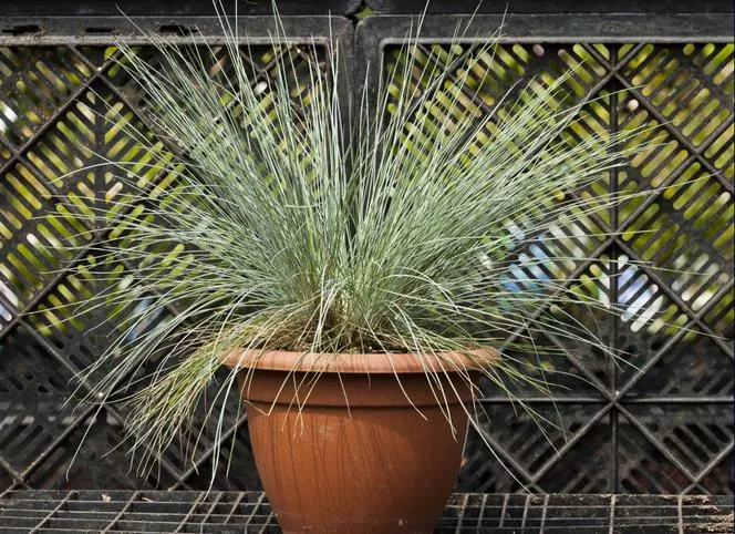 Синя власатка 'Blaufuchs' - Festuca glauca 'Blaufuchs'