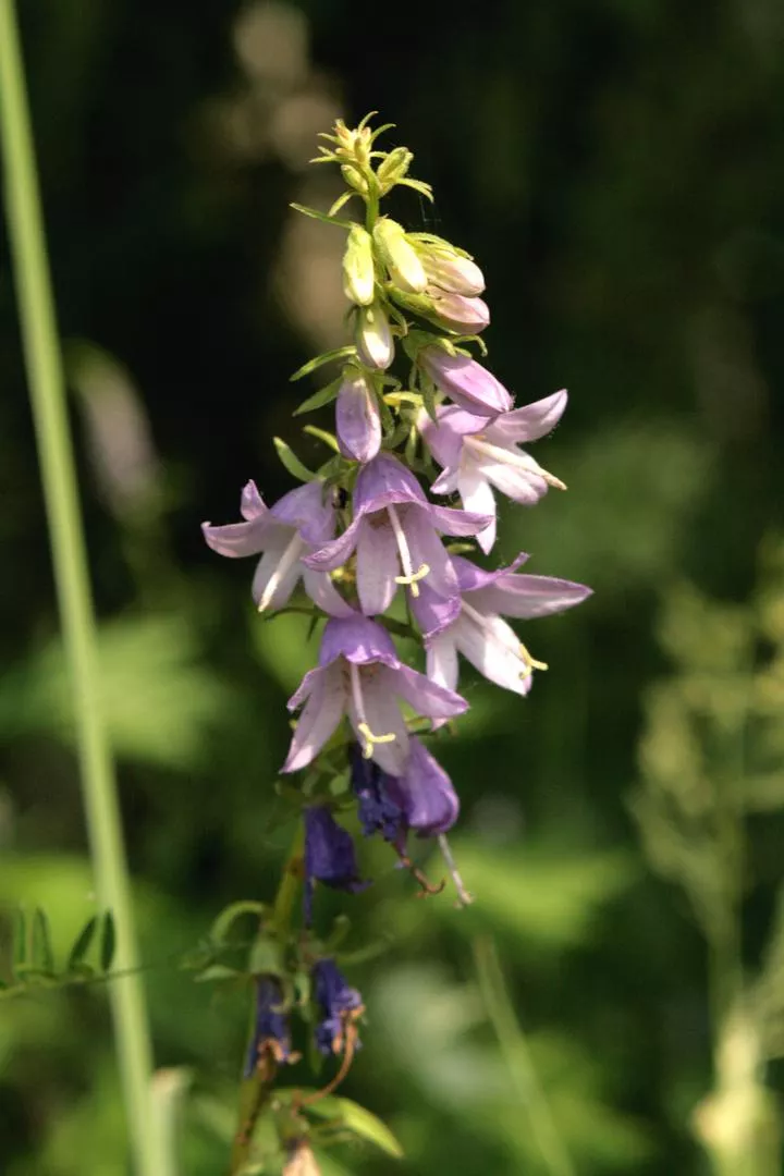 Campanula latifolia