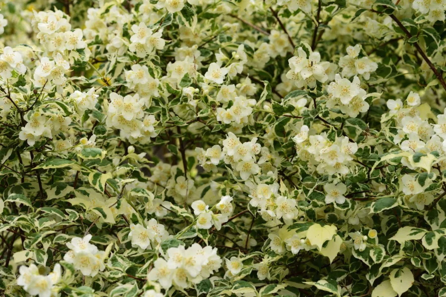 Спринцовка 'Variegatus' - Philadelphus coronarius 'Variegatus'