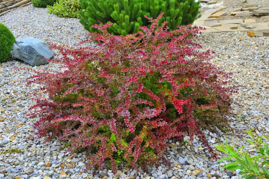 Berberis thunbergii "Golden Ring"