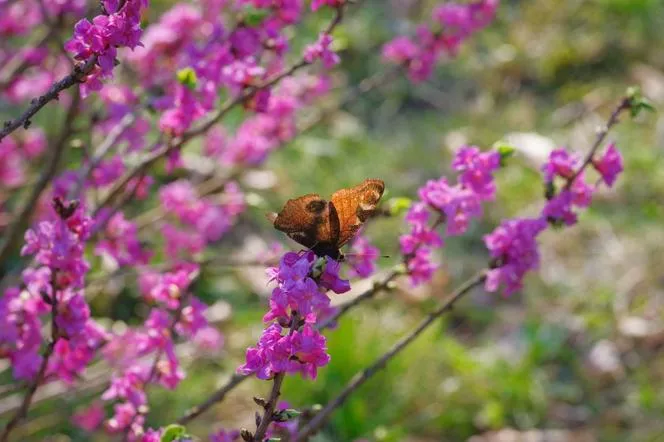 Daphne mezereum