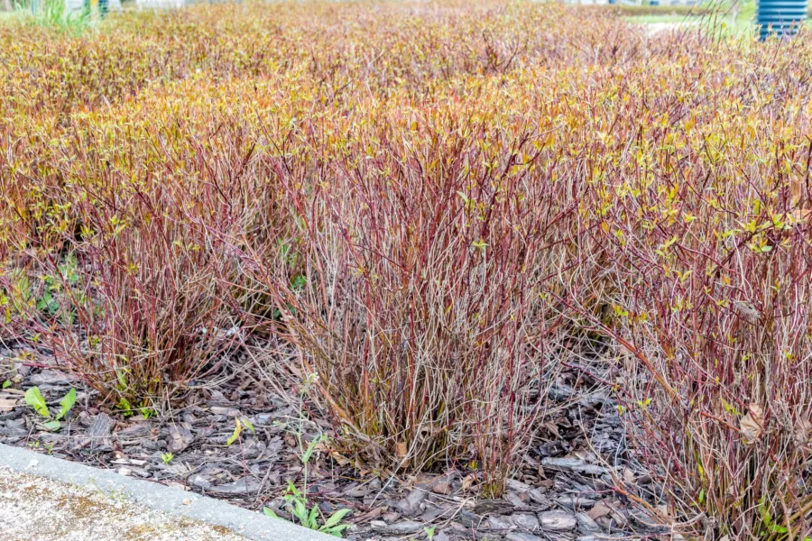 Пълзящ дрян 'Kelseyi' - Cornus sericea 'Kelseyi'