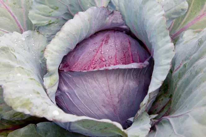 Червено зеле - Brassica oleracea var. capitata f. rubra