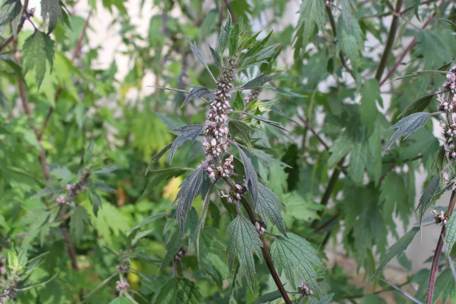 Motherwort - Leonurus cardiaca