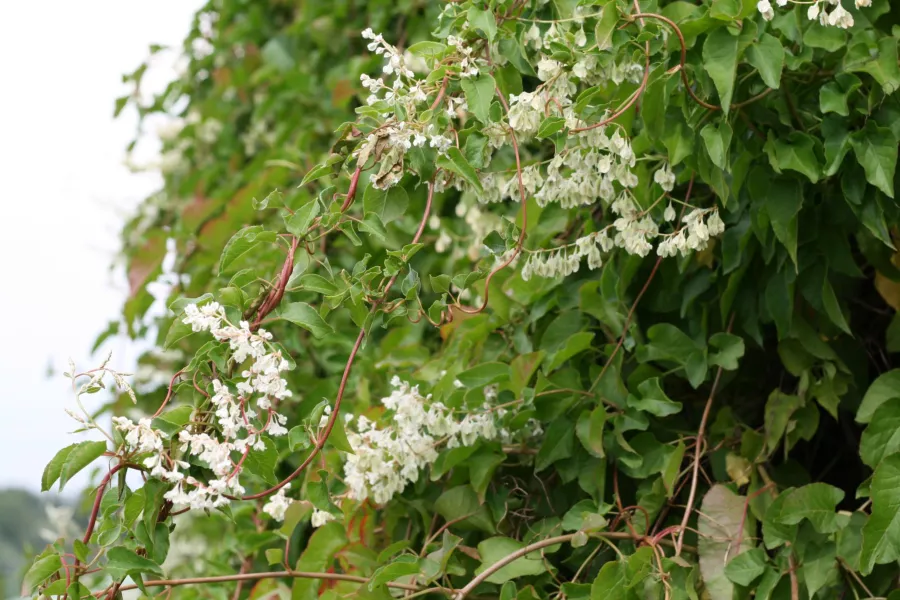 Aubertova křídlatka - Fallopia aubertii