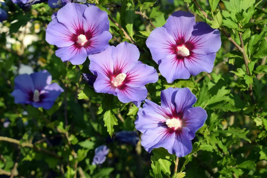 Сирийски хибискус - Hibiscus syriacus