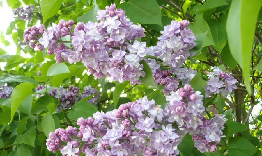 Jorgovan 'Michel Buchner' - Syringa vulgaris 'Michel Buchner'