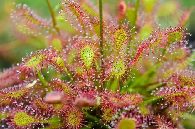 Sundew - Drosera