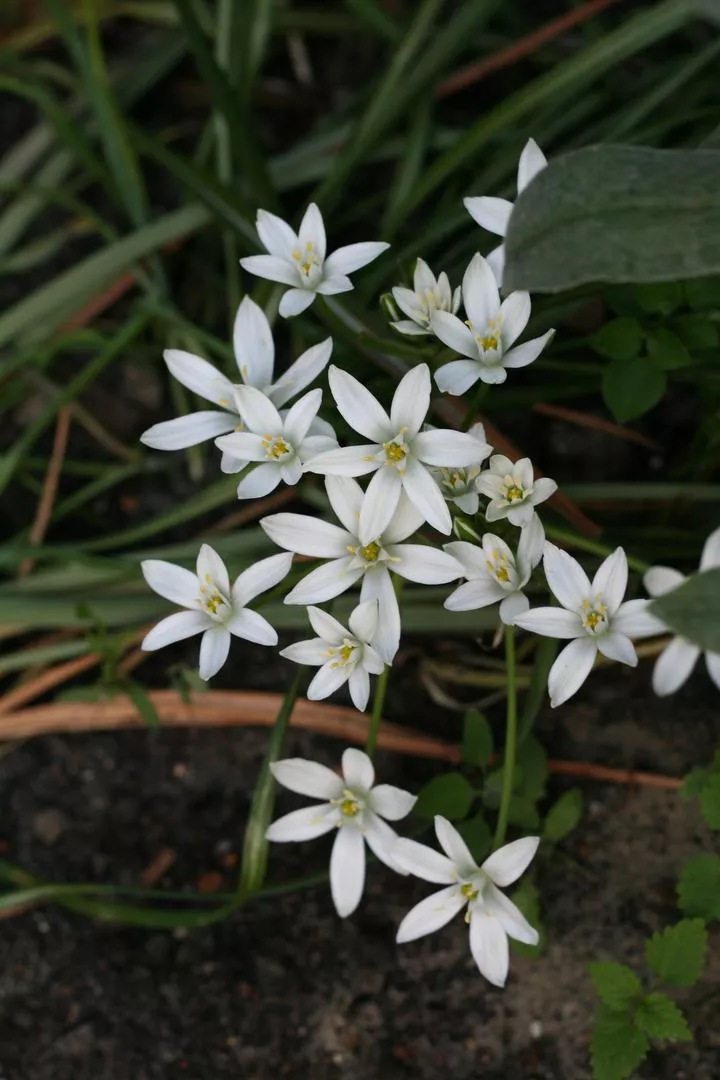 Сенникоцветни - Ornithogalum umbellatum