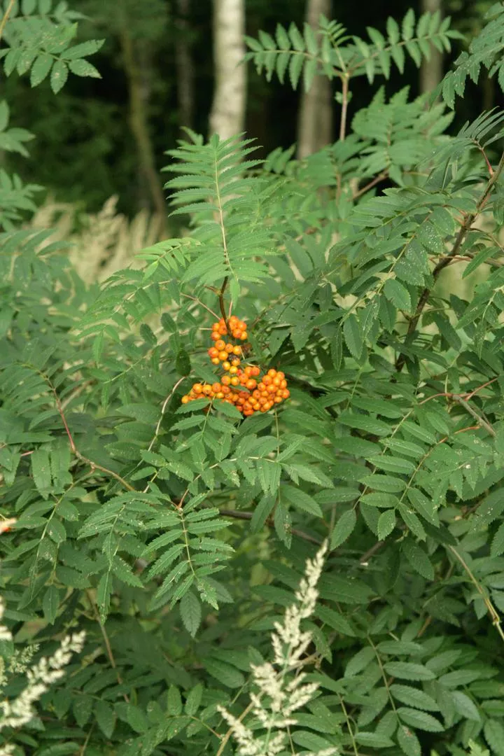 Планински ясен - Sorbus aucuparia