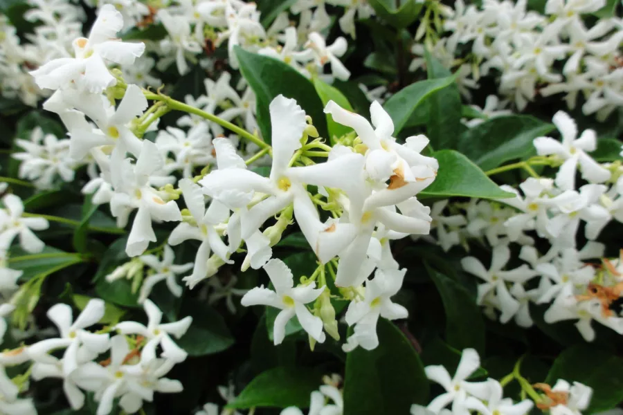 Цвете жасмин=Жасмин полифлорен - Jasminum polyanthum