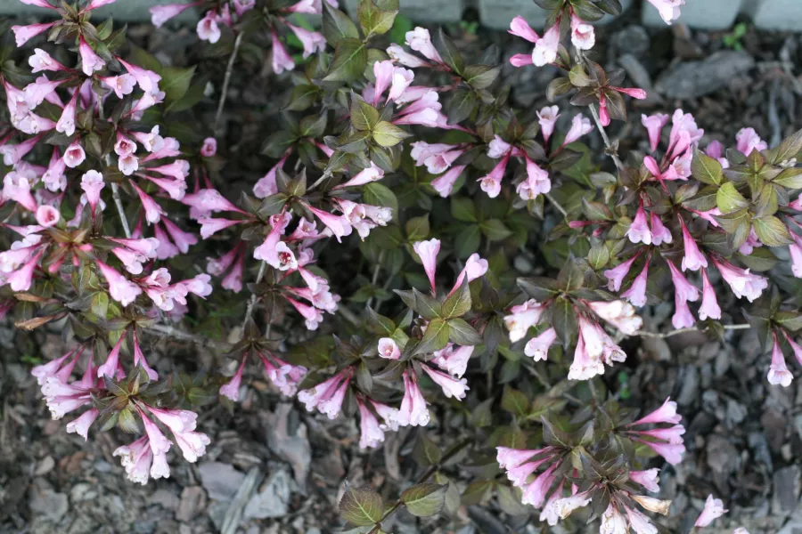 Weigela florida 'Nana Purpurea'