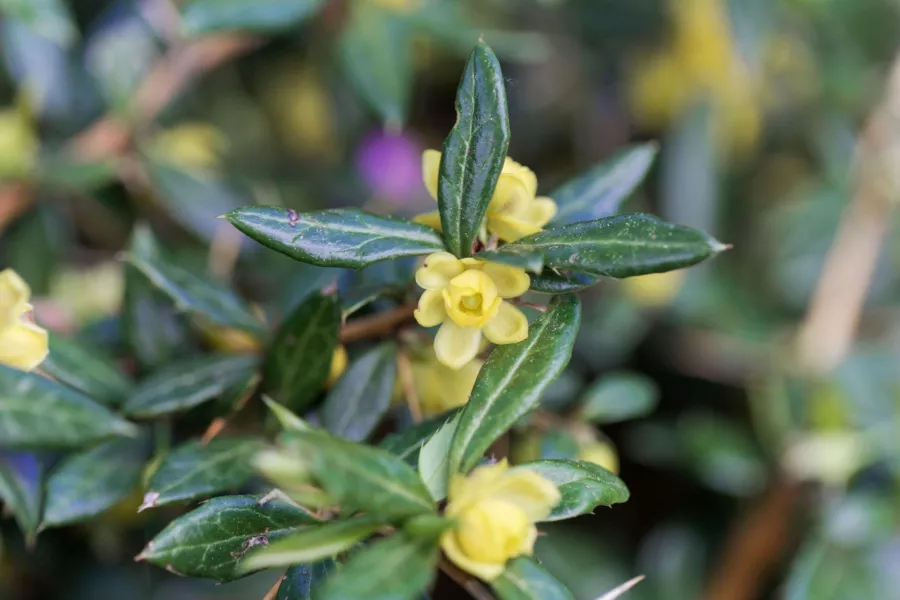 Брадавичеста берберис - Berberis verruculosa