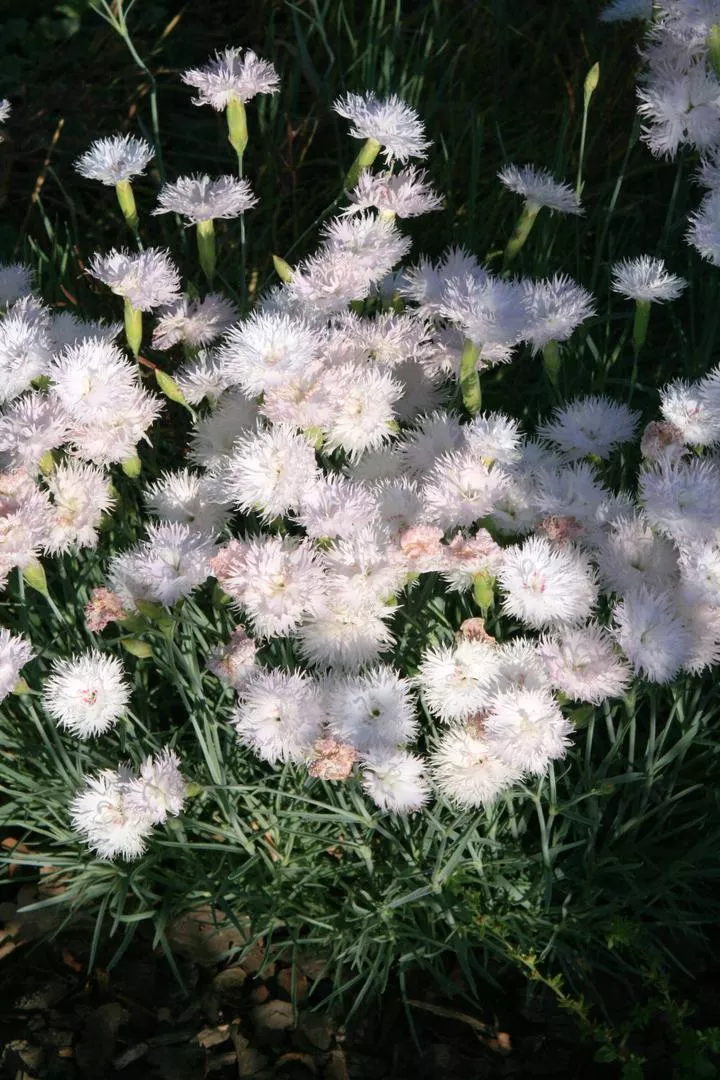 Перест карамфил=Назъбен карамфил - Dianthus plumarius