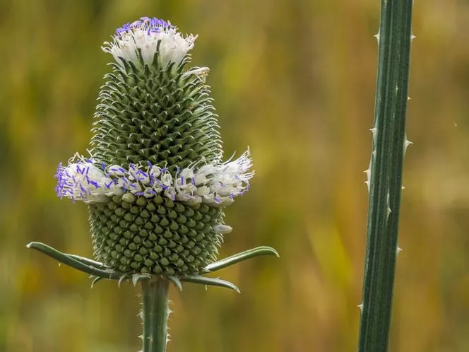 Чайка - Dipsacus sativus