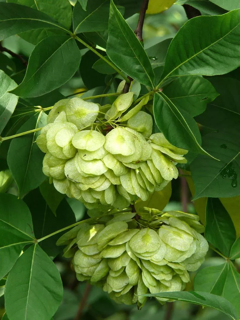 Ptelea trifoliata