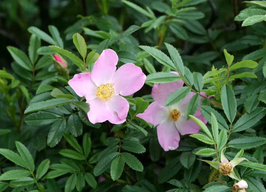 Divja vrtnica - Rosa canina=Rosa corymbifera=Rosa dumetorum