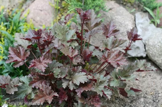 Heuchera hybrida