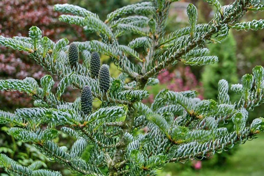 Korejska jelka 'Silberlocke'='Horstmanns Silberlocke' - Abies koreana 'Silberlocke'='Horstmanns Silberlocke'
