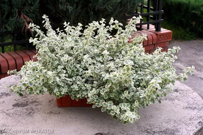 Helichrysum petiolare=Helichrysum petiolare