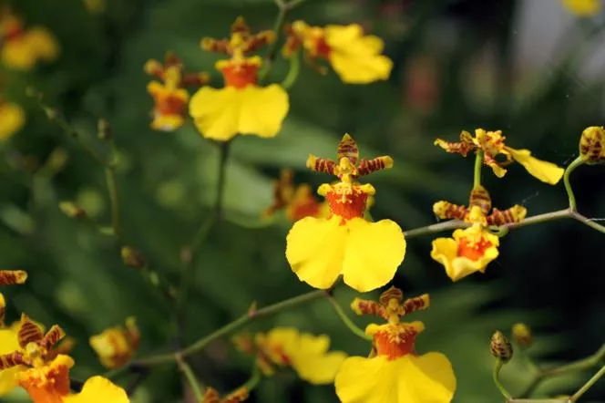 Oncidium=Пеперуда - Oncidium