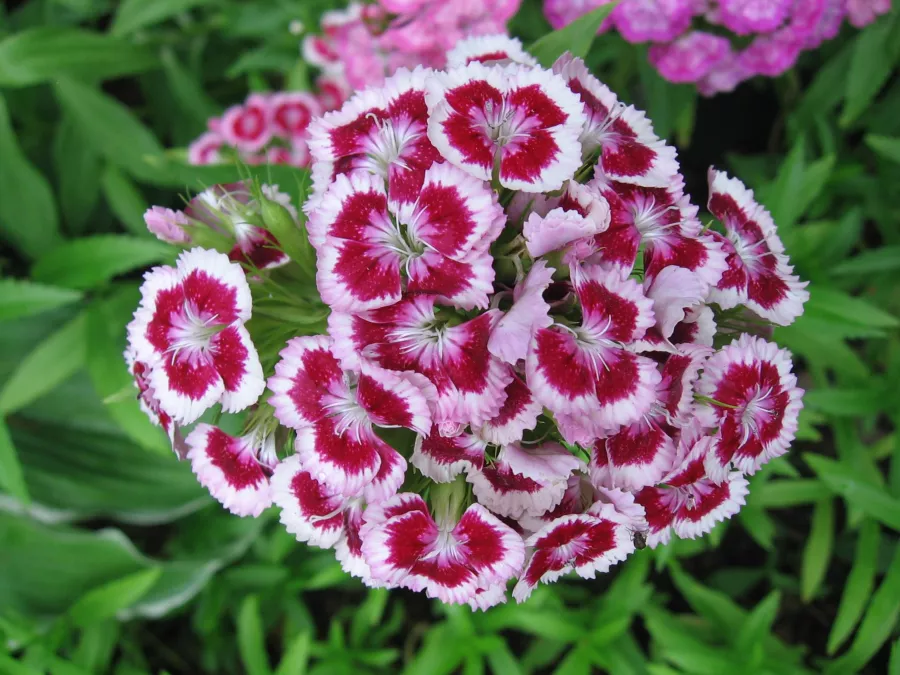 Брадат карамфил - Dianthus barbatus