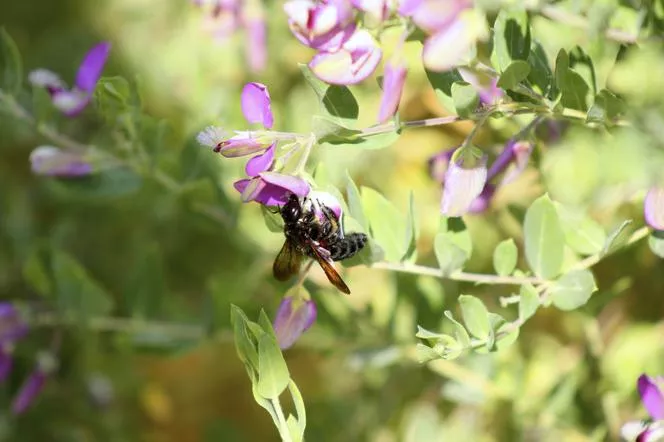 Polygala myrtifolia