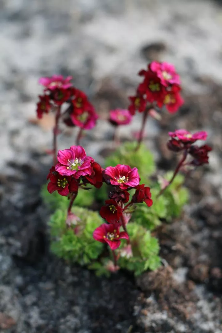 Saxifraga x arendsii