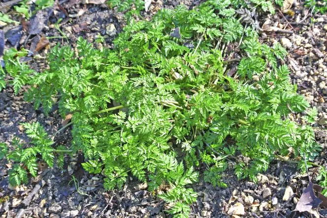 Chervil=Chervil - Anthriscus cerefolium